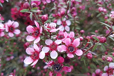 Leptospermum Elizabeth Jane.jpg